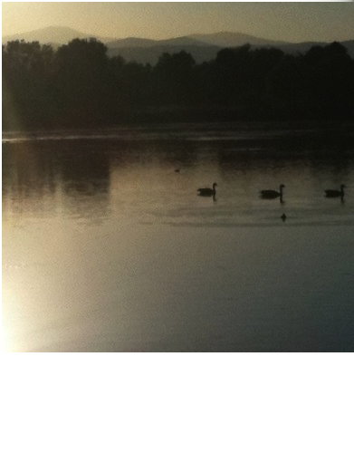 3 geese on a lake at sunset with trees and mountains in the background