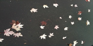 Wet fallen leaves on a dark ground.